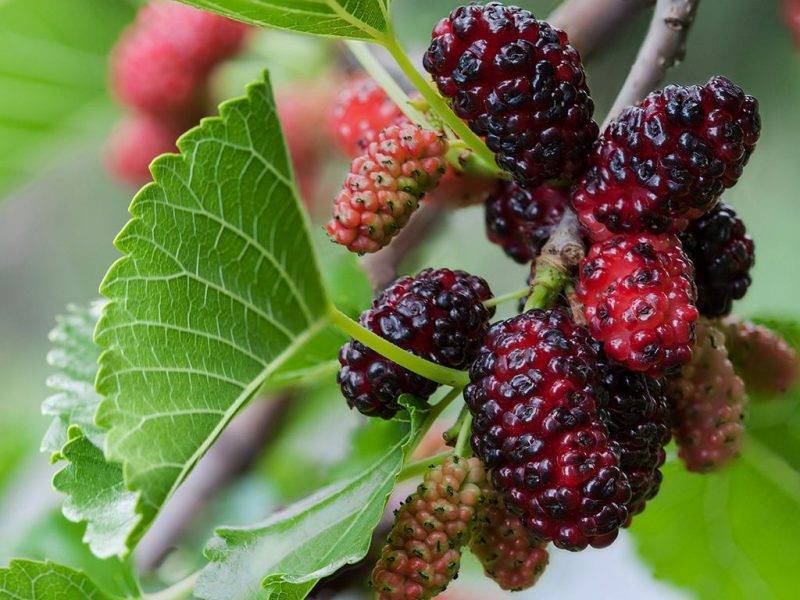 Шелковица купить саженцы из питомнике в Ярцеве