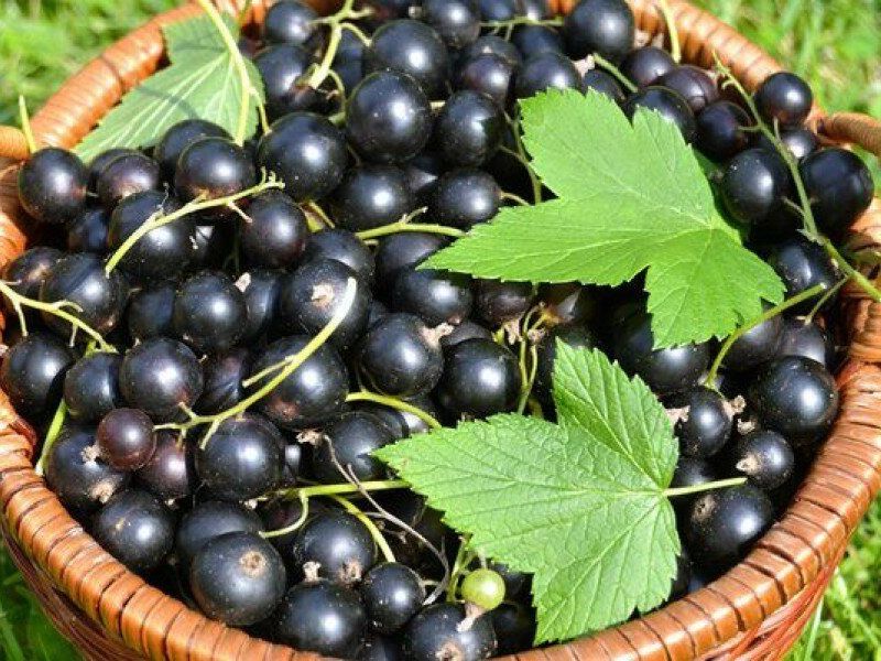 Смородина купить саженцы из питомника в Ярцеве