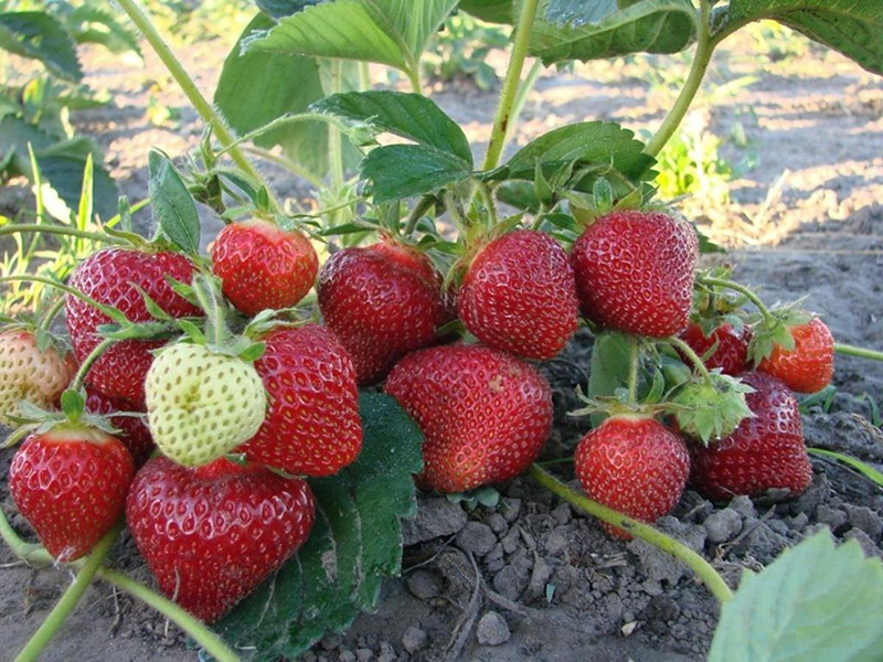 Клубника купить саженцы из питомника в Ярцеве