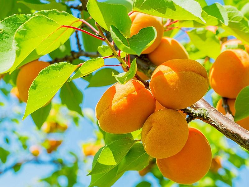 Абрикос купить саженцы из питомнике в Ярцеве