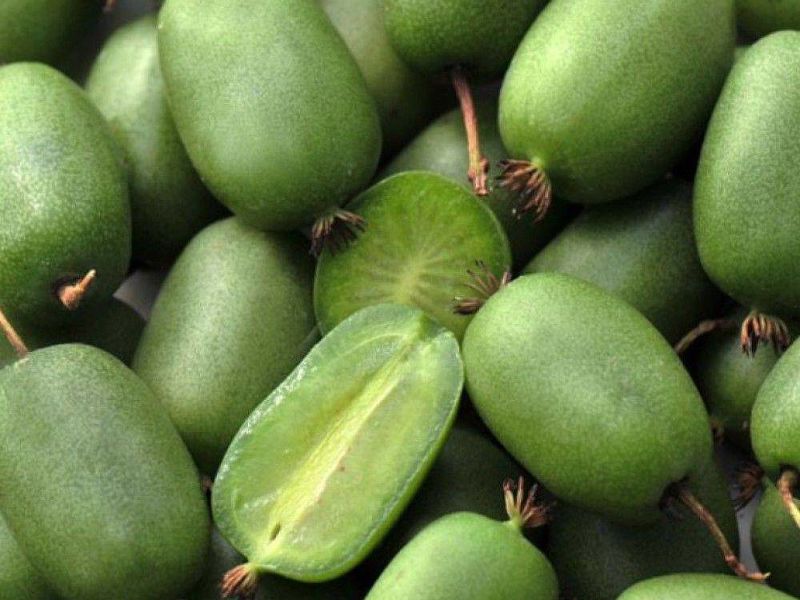 Актинидия купить саженцы из питомнике в Ярцеве