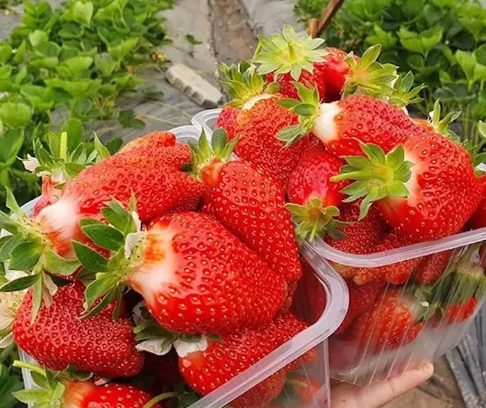Клубника "БРИЛЛА" (7шт.)