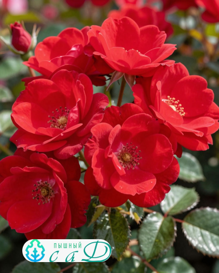 Роза "НОКАУТ"