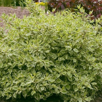 Дерен "КРИМ КРЕКЕР" ( стакан Р9)