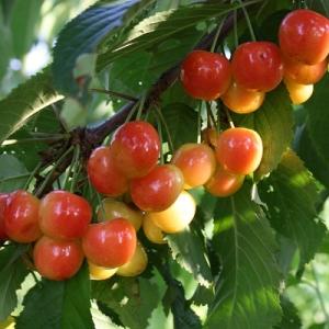 Черешня "ФРАНЦ ИОСИФ"