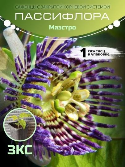 Пассифлора Маракуйя  "Маэстро" ЗКС