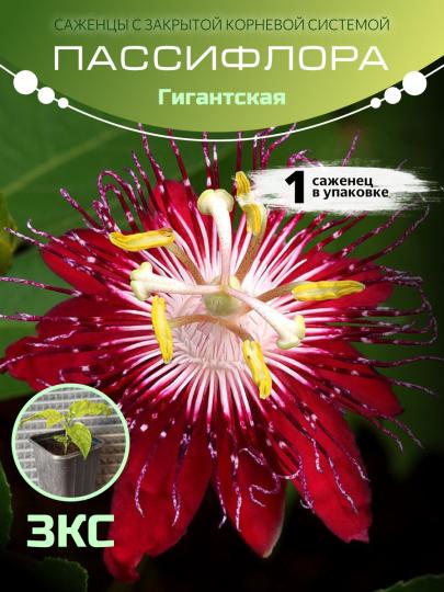 Маракуйя "Гигантская" ЗКС