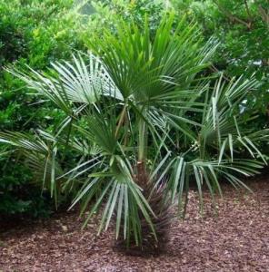 Пальма Рапидофиллум игольчатый саженец