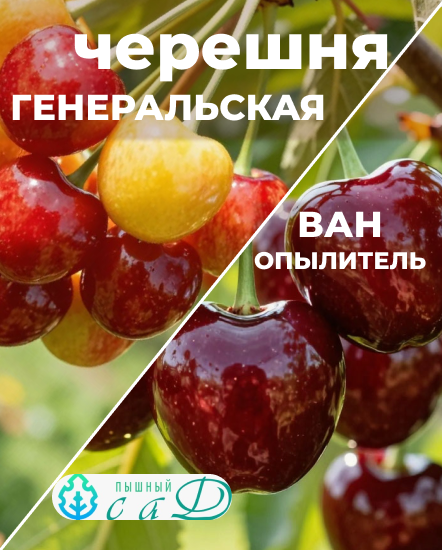 Черешня Генеральская и опылитель Ван 2 саженца