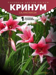 Кринум Calamistratum 1 Луковица