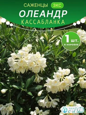 Олеандр Кассабланка саженец