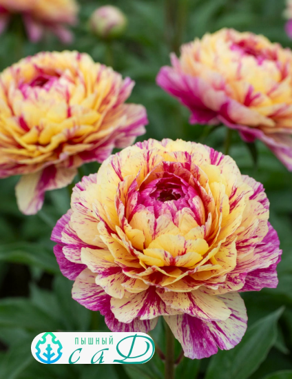 Пион "ЛОЛЛИПОП"