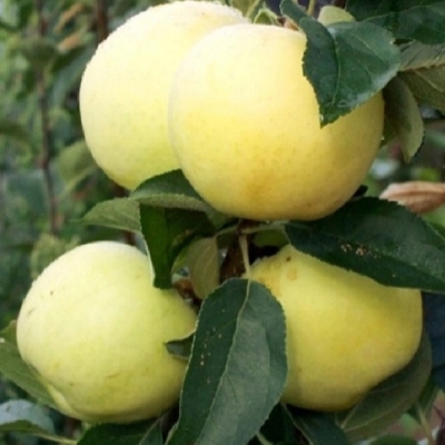 Яблоня АРКАД