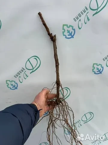 Виноград "АМУР" (сентябрь)