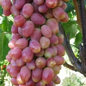 Виноград "АНЖЕЛИКА" (Ксения) ранний